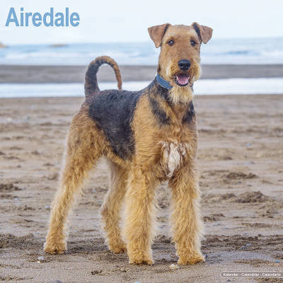 Airedale Terrier