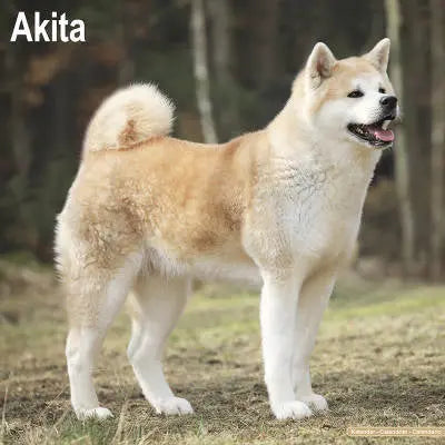 Akita