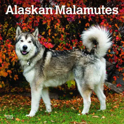 alaskan