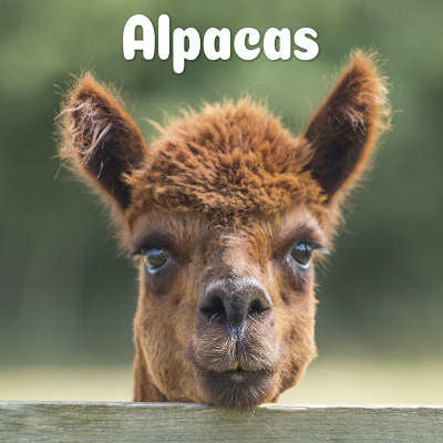 Alpaca