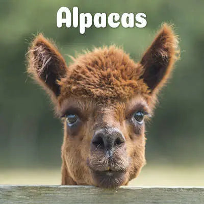 Alpaca