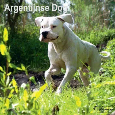 Argentijnse Dog