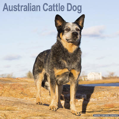 australian cattle dog