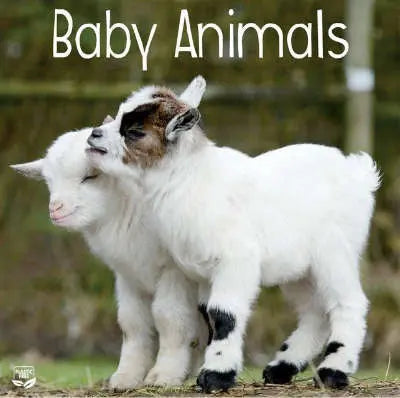 Baby Animals