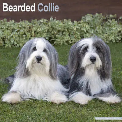 bearded collie