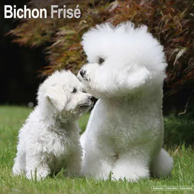 bichon frise