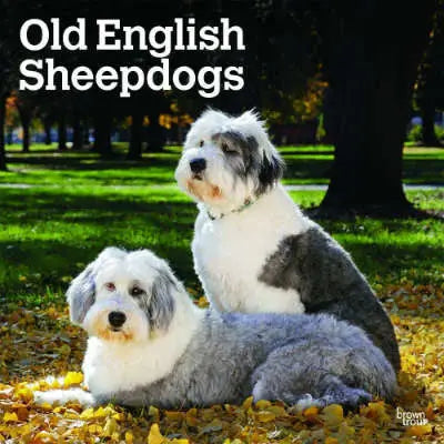 Bobtail Old English Sheepdog