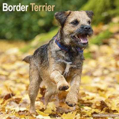 Border Terrier