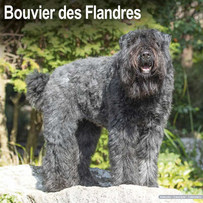 bouvier