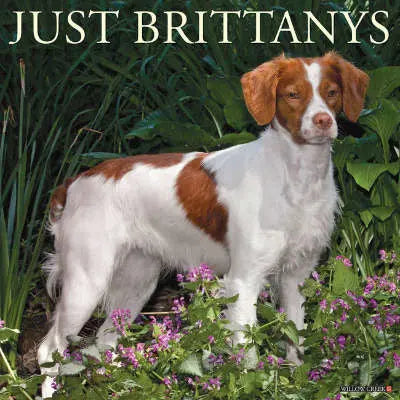 brittany