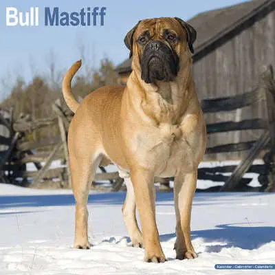 bull mastiff