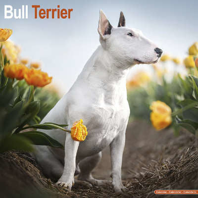 bull terrier