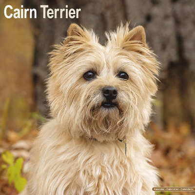 cairn terrier