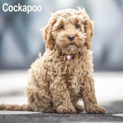 cockapoo