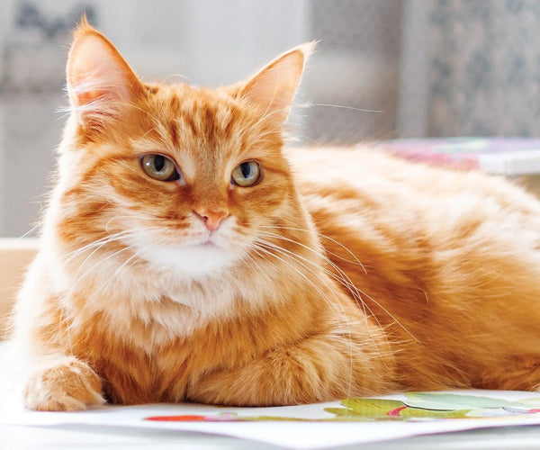 Delightful meow moments: The Red Cats Calendar for everyone