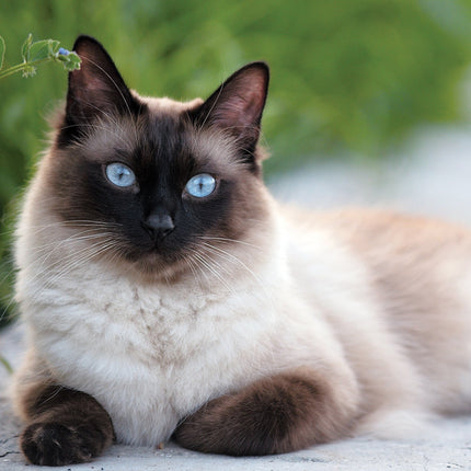 CRUCAL071SiameseCats