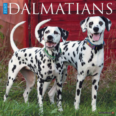 Dalmatier