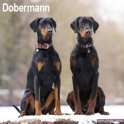 dobermann