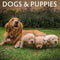 Honden kalenders
