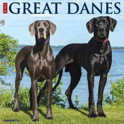 Duitse Dog