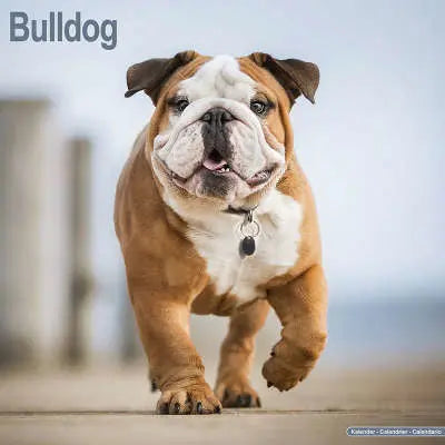 Engelse Bulldog