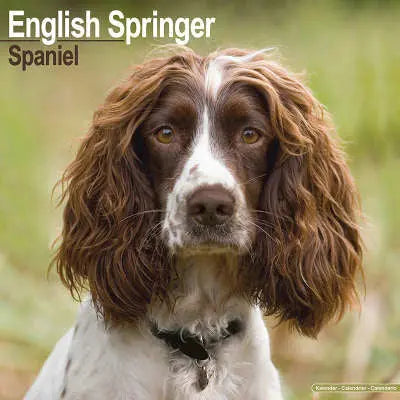 Engelse Springer Spaniel