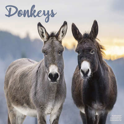 Donkey Calendar? Over Supply Cutting Prices
