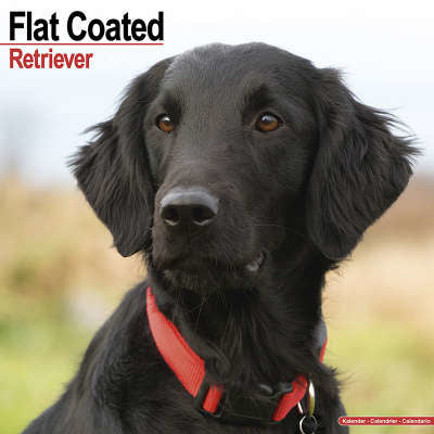 Flatcoated Retriever