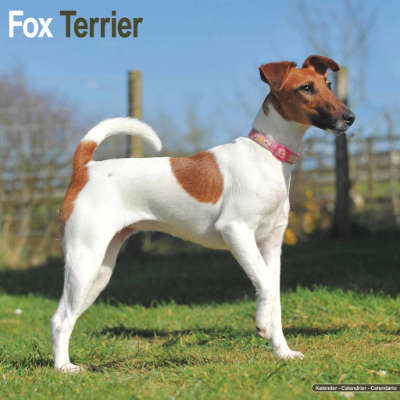 Fox Terrier