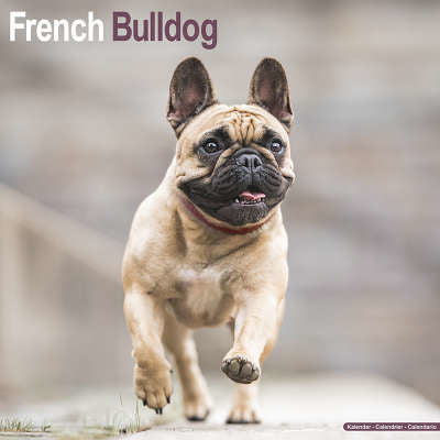 Franse Bulldog