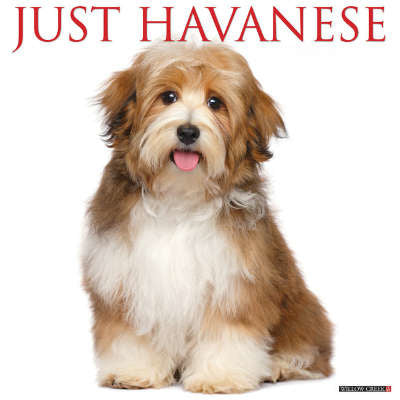 Havanezer