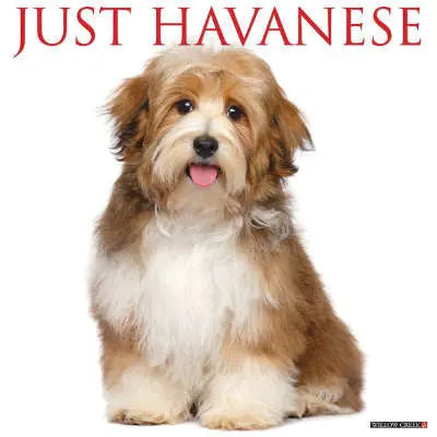 Havanezer