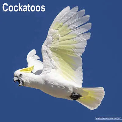 Kaketoe