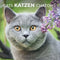 katten-kalender-2025