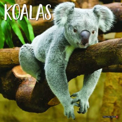 Collection image for: Koala