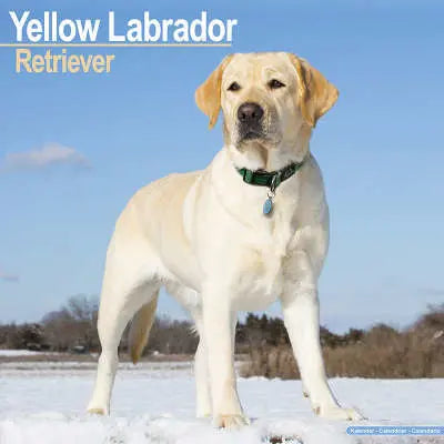 Labrador Retriever Blond