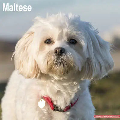 Maltezer
