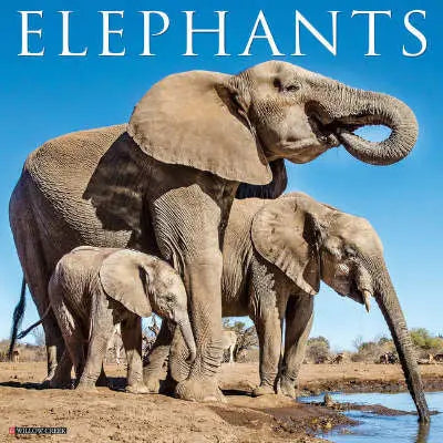 Olifant