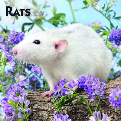Rat