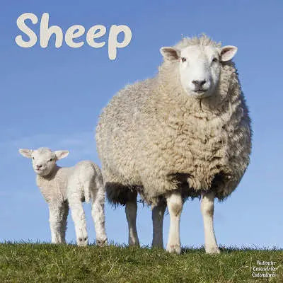 schaap
