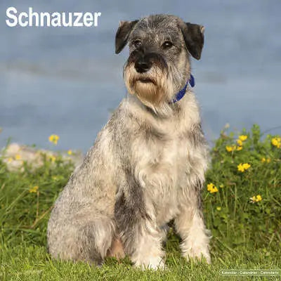 Schnauzer