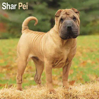 Shar Pei