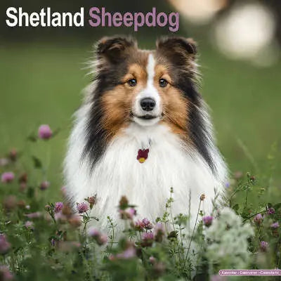 Sheltie Shetland Sheepdog