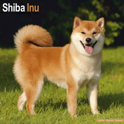 Shiba Inu