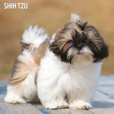 Shih Tzu