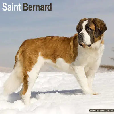 Sint Bernard