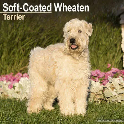 Softcoated Wheaten Terrier