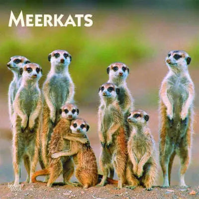 Stokstaartje