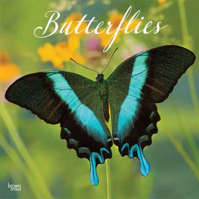 Vlinder