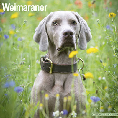 Weimaraner